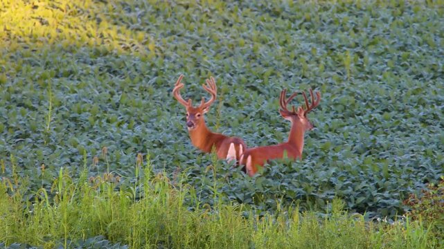 Two whitetail bucks in velvet standing in a green soybean field on a summer evening in Wisconsin.