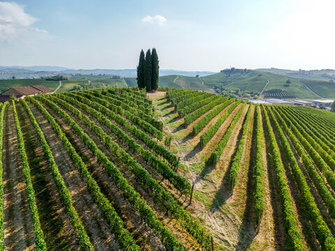 Aerial view of the Tenuta La Court vineyard in the Langhe wine-growing landscapes with rows of grapevines and cypress trees on rolling hills in Castelnuovo Calcea, Piedmont, Italy.