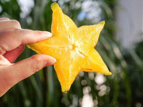 Fresh Star Fruit Slice Held in Hand Against Natural Green Background