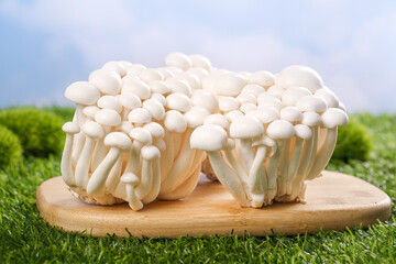Fresh White Edible Mushrooms on Wooden Board - High Quality Yunnan Fungi © NguyenVan