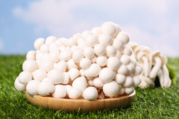 Fresh White Edible Mushrooms on Wooden Plate Outdoor Natural Setting Yunnan High Quality Organic Fungi Food Ingredient © NguyenVan