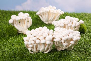 Fresh White Edible Mushrooms from Yunnan Province on Green Moss Background - High Quality Jade Fungi © NguyenVan