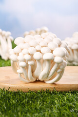 Fresh White Edible Mushrooms from Yunnan on Wooden Cutting Board © NguyenVan