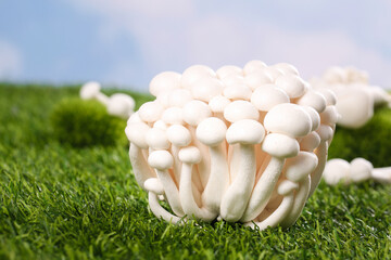 Fresh White Edible Mushrooms on Green Grass - High Quality Fungi from Yunnan © NguyenVan