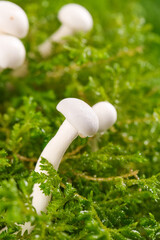 Fresh White Edible Mushrooms Growing in Green Moss - High Quality Natural Fungi © NguyenVan