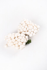 Fresh White Edible Mushrooms from Yunnan - High Quality Jade Fungi with Green Garnish on White Background © NguyenVan