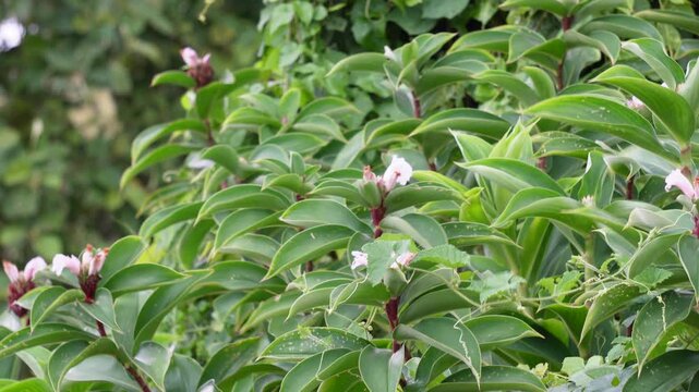 Crepe ginger flowers blooming in tropical garden