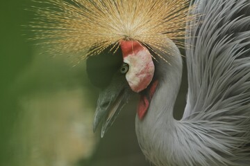 Naklejka premium portrait of a beautiful gray crowned crane