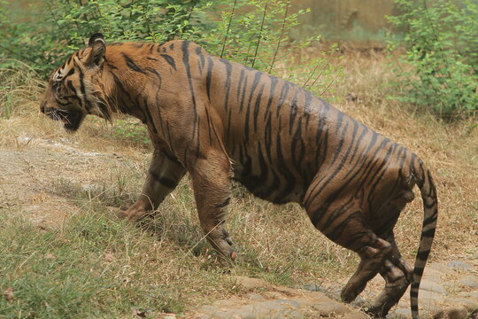 A side view of a sumatran tiger walking after emerging from a pool during the day