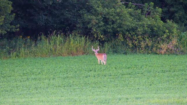 Whitetail deer (Odocoileus virginianus) feeding in an alfalfa hay field in Wisconsin