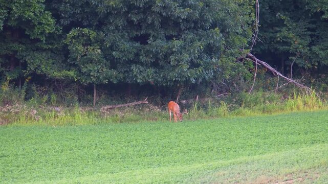 Whitetail deer buck (Odocoileus virginianus) grazing in an alfalfa field at forest edge in summer