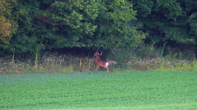 White-tailed buck (Odocoileus virginianus) making a ground scrape by a summer alfalfa field.
