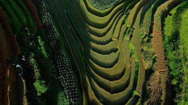 Layered rice terraces hugging Vietnam hillside, late afternoon shadow and light creating moody dark view, aerial lift revealing dramatic circular paddies of Mu Camg Chai.