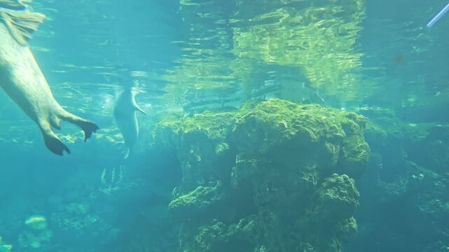 Harbor seal swims below rippling surface near rocks and human equipment