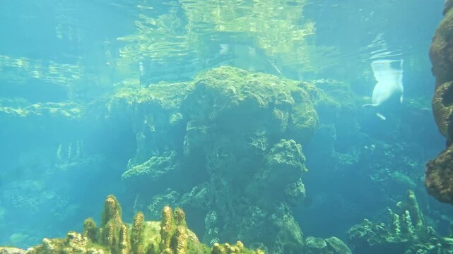 Harbor seals swim near rocks as bright surface ripples shimmer underwater