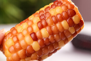 Colorful Multicolored Corn Cob with Red Orange Yellow Kernels Fresh Agricultural Produce © CanVan