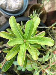 Bright green adenium foliage with smooth leaves and clean botanical appearance. Suitable for minimal nature concepts, plant care content, gardening resources, and floral design. © Joko