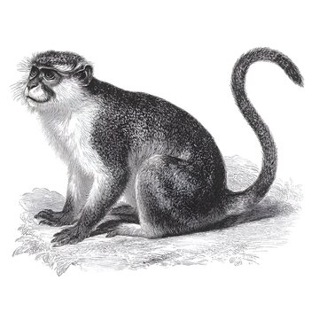 Vintage illustration of a sitting monkey with a long tail, detailed black and white drawing