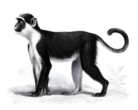 Vintage illustration of a black and white monkey standing