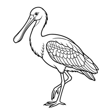Black and white line of a spoonbill bird standing on one leg, coloring book page style, isolated on white background
