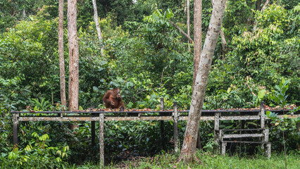 Feeding orangutans in a rehabilitation center. Fruits are laid out on a boardwalk. An adult monkey is sitting on a platform, eating. The lush green vegetation of the jungle is all around. Borneo.    © Вера 