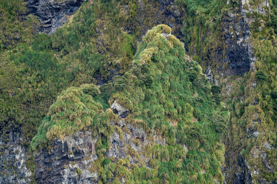 Rugged, mountainous terrain covered in tussock grass on Gough Island in the South Atlantic Ocean