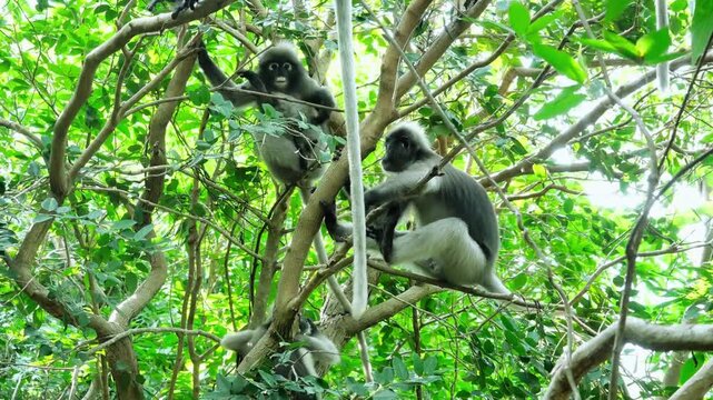 Two Grey Gibbons Sitting Among Dense Green Forest Canopy Branches