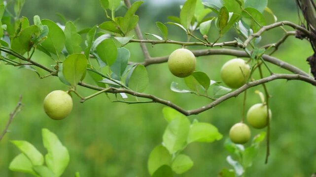 Lime fruits growing on thorny branch