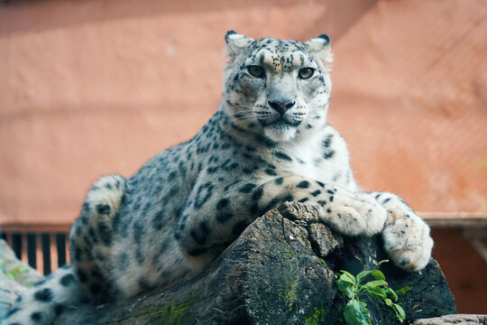 Snow Leopard Resting on Rock in Natural Habitat