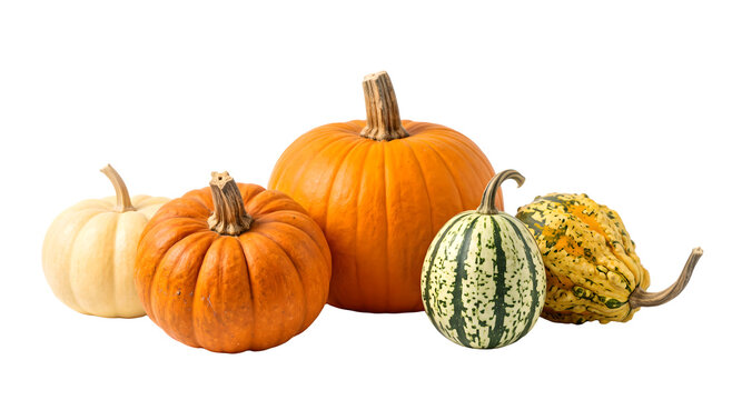 Assorted pumpkins and gourds display autumnal colors on transparent background