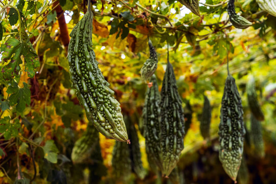 Fresh green bitter melons hanging heavily under trellis canopy in organic agricultural farm. Abundant bitter gourds growing on trellis tunnel. Bitter cucumbers and leaves in agriculture greenhouse.