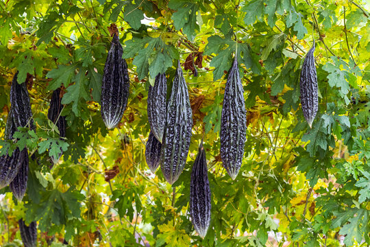 Fresh green bitter melons hanging heavily under trellis canopy in organic agricultural farm. Abundant bitter gourds growing on trellis tunnel. Bitter cucumbers and leaves in agriculture greenhouse.