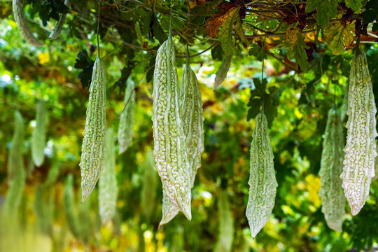 Unique pale white green bitter melons hang abundantly under trellis canopy in organic agricultural farm. Fresh light green and white bitter cucumbers. Abundant white bitter gourds on overhead trellis.