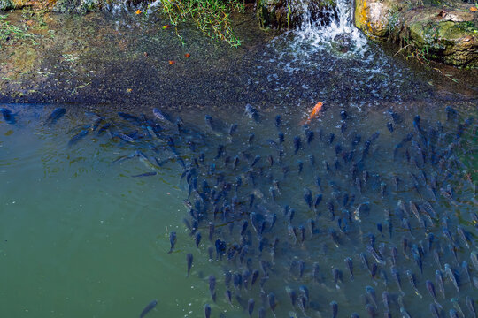 Large school of Tilapia fish swimming in pond or river. Large school of fish swimming in pond water near small flowing water stream or waterfall, with one distinct orange fish among dark fish group.