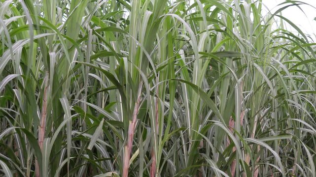 Sugarcane crop growing lush and green