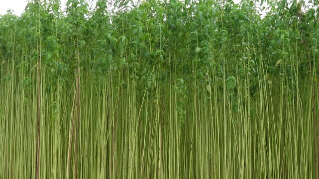 Dense green jute stalks thriving in plantation field