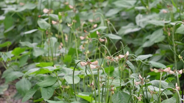 Yard long bean flowers and young pods thriving