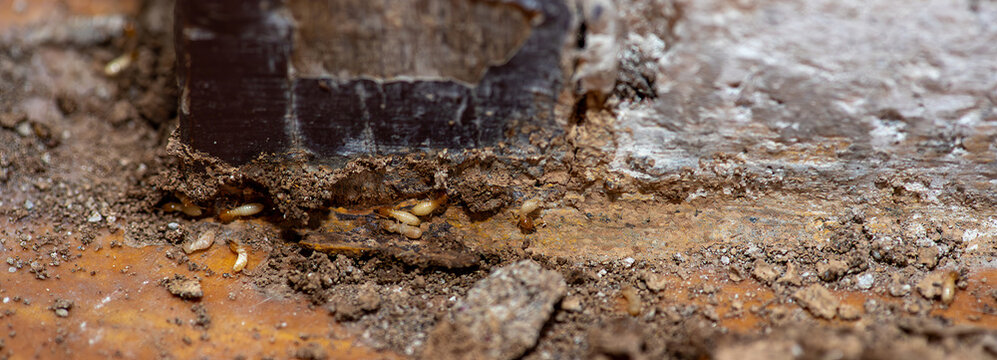 Close Up of Termites Feeding on Wood, Pest Infestation and Structural Damage Concept