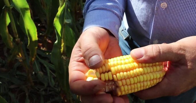 Person manually removing corn kernels from cob close up shot in rural agricultural field.