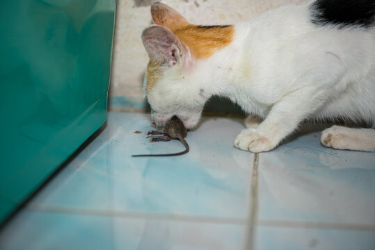 cat playing and catch a rat