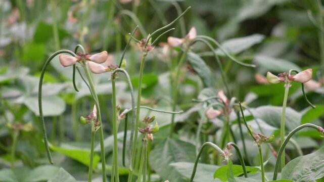 Fresh yard long bean plants with delicate blossoms