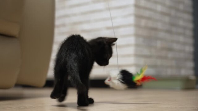 Small adorable black kitten playing enthusiastically with a fluffy mouse toy on a string, jumping and pouncing on the floor of a cozy living room while developing its hunting skills