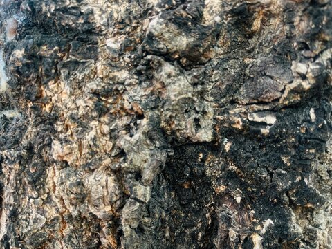 mossy tree bark texture