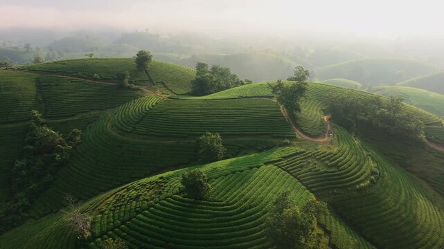 Aerial view of lush green tea hills in Long Coc, Phu Tho, Vietnam.