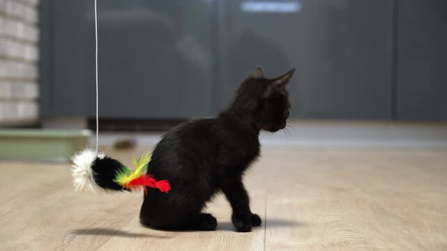 Adorable black kitten sitting on a wooden floor looking at a dangling feather toy, then slowly losing interest and walking away, leaving the colorful mouse toy behind