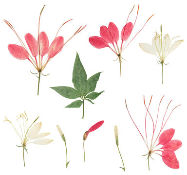 Herbarium. Set of pressed and dried flowers, leaves cleome or spider flower, isolated on white background. Digital herbarium, scrapbooking. Floristics. Dry flowers cleome or spider.