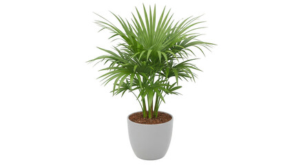Fototapeta premium Potted indoor palm plant on