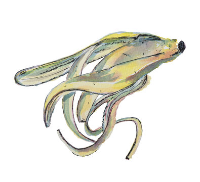 Banana Peel Watercolor Illustration on White Background