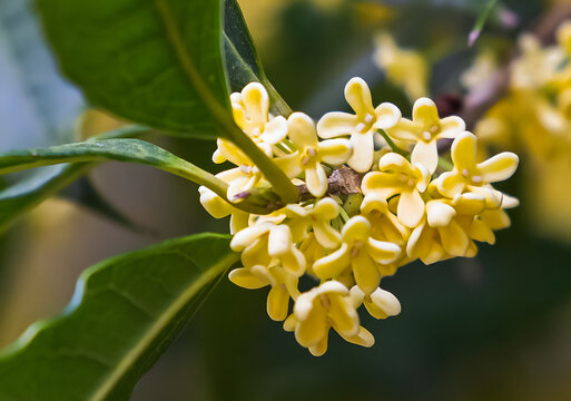 Yellow Osmanthus Flowers Bloom at Guihuayuan Scenic Area, Xianning