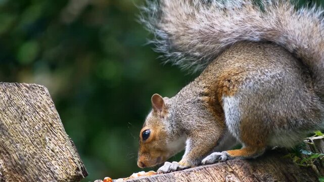 A curious squirrel eating nuts on a tree branch in a forest video